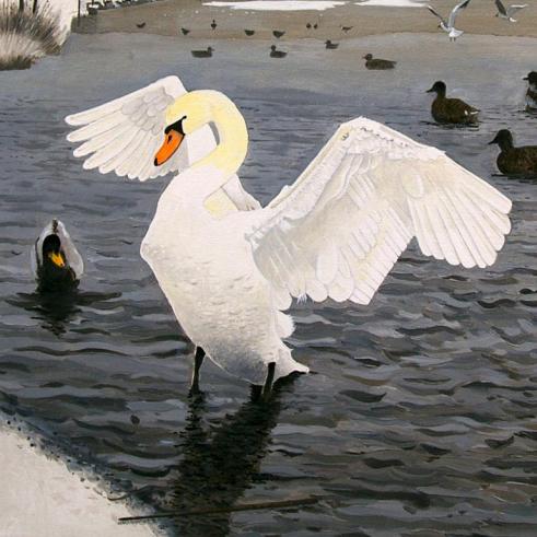 Swan on the Lake