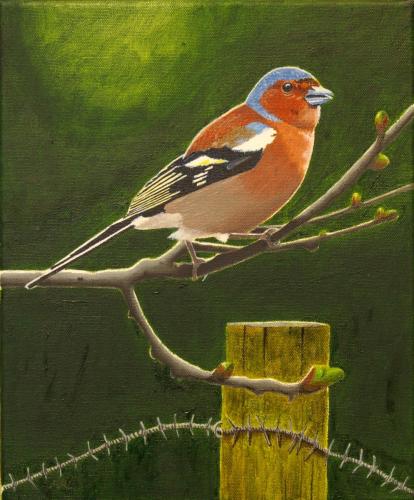 The Chaffinch