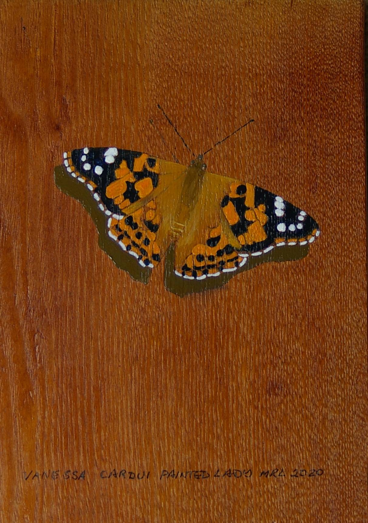 Painted Lady Painted Lady
