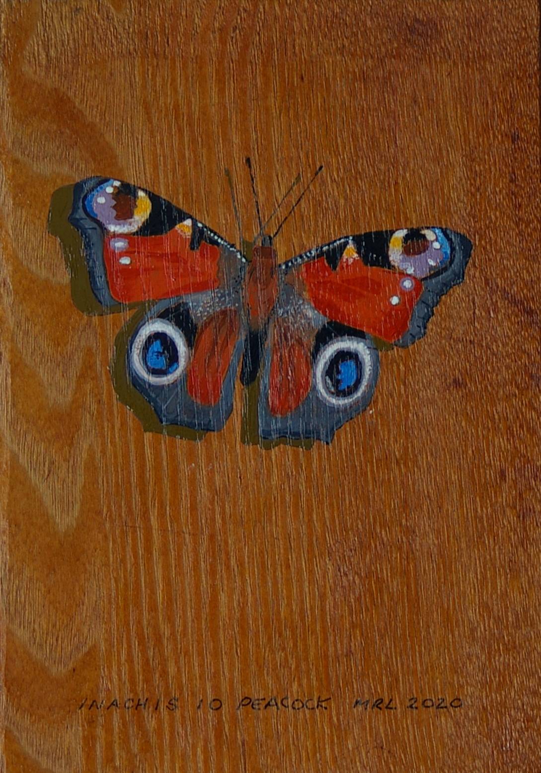 Peacock Peacock