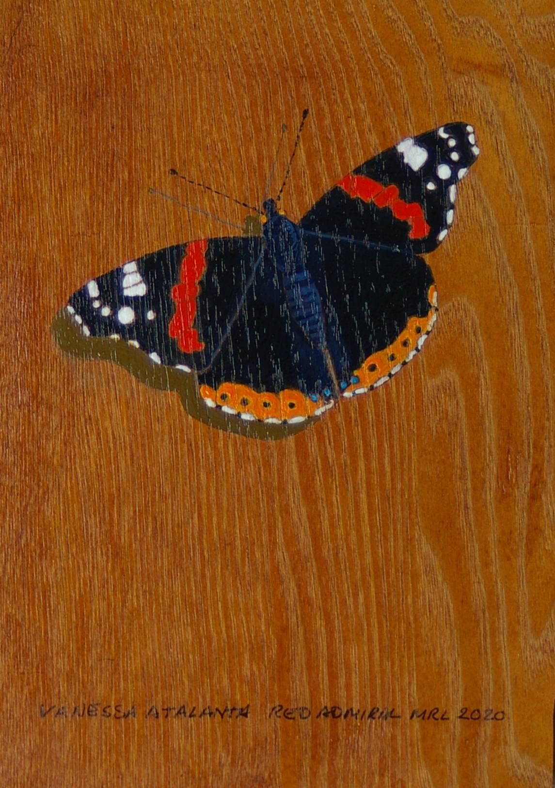 Red Admiral Red Admiral