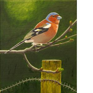 The Chaffinch